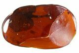 Detailed Fossil Flower Petal and Fly in Chiapas Amber #302561-1